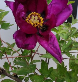 Піон древовидний Paeonia suffruticosa С2