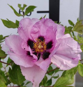Піон древовидний Paeonia suffruticosa С15L h 40-60
