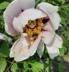 Піон древовидний Paeonia suffruticosa С15L h 50