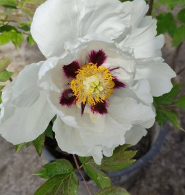 Піон древовидний Paeonia suffruticosa С15L h 40-60