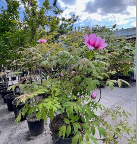 Піон древовидний Paeonia suffruticosa С40L h130-150