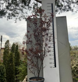 СЛИВА  PRUNUS CER. PISSARDII NIGRA CLT 30 BUSH