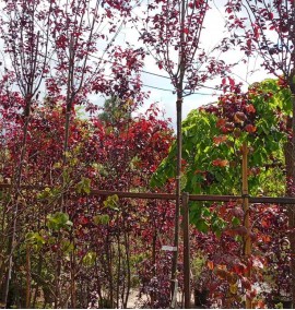 СЛИВА PRUNUS CERASIFERA PISSARDI NIGRA C. 25L 06-08 STOCK