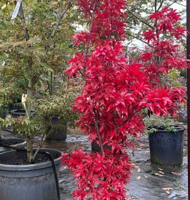 Клен ACER PALMATUM PIXIE CIOTOLA 30