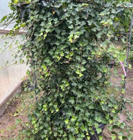 Плющ звичайний HEDERA HELIX С.40L SPALLIERA 150*180