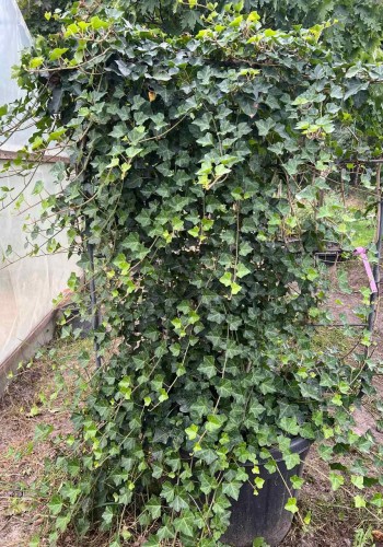 Плющ звичайний HEDERA HELIX С.40L SPALLIERA 150*180