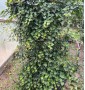 Плющ звичайний HEDERA HELIX С.40L SPALLIERA 150*180