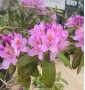Рододендрон Rhododendron C45L h70-100 Рододендрон Rhododendron C45L h70-100