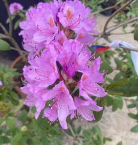 Рододендрон Rhododendron C45L h70-100