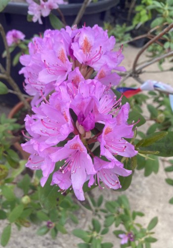 Рододендрон Rhododendron C45L h70-100 Рододендрон Rhododendron C45L h70-100