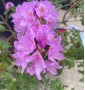 Рододендрон Rhododendron C45L h70-100 Рододендрон Rhododendron C45L h70-100