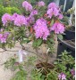 Рододендрон Rhododendron C45L h70-100 Рододендрон Rhododendron C45L h70-100