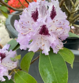 Рододендрон гібридний Rhododendron Hybrides Mix   C20L h80