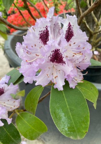 Рододендрон гібридний Rhododendron Hybrides Mix C20L h80 Рододендрон гібридний Rhododendron Hybrides Mix C20L h80