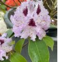 Рододендрон гібридний Rhododendron Hybrides Mix C20L h80 Рододендрон гібридний Rhododendron Hybrides Mix C20L h80