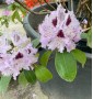 Рододендрон гібридний Rhododendron Hybrides Mix C20L h80 Рододендрон гібридний Rhododendron Hybrides Mix C20L h80