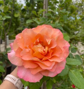 Роза Rosa in Varieta Climber  C 12 L 1/2 std h 170-200