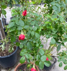 Роза Rosa MELLIFERA C 35L h 150 1/2 FUSTO