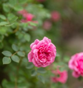 Троянда плетиста Rosa Piramide C70 L h 200-250