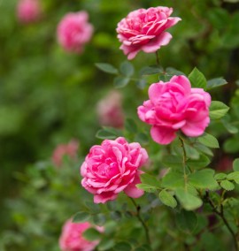 Троянда плетиста на шпалері Rosa Shpalliera C35L h250