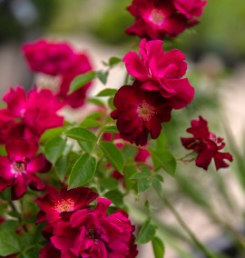 Роза Rosa in Varieta Climber  C 30 L h 160-180