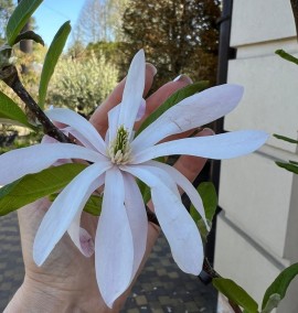 Магнолія MAGNOLIA STELLATA ROSEA C. 18L