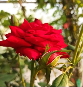 Роза Rosа Vino Rosso 