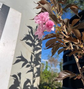 Сакура Канзан Prunus serrulata Kanzan C10L 