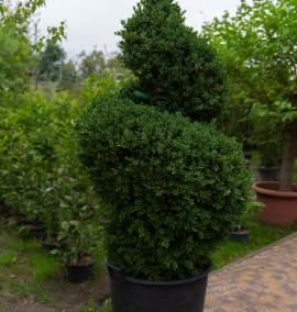 Самшит BUXUS SEMPERVIRENS spirale C45L H160
