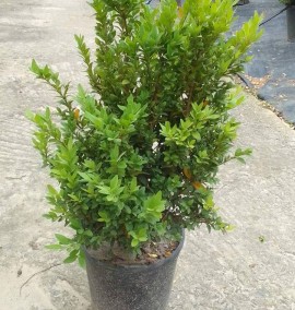 Самшит buxus з 10 l 40+
