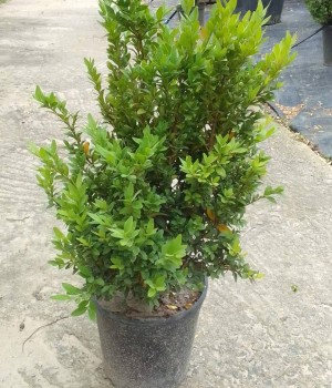 Самшит buxus з 10 l 40+