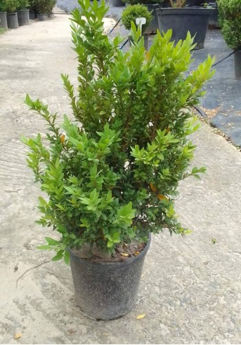 Самшит buxus з 10 l 40+