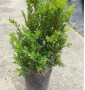 Самшит buxus з 10 l 40+