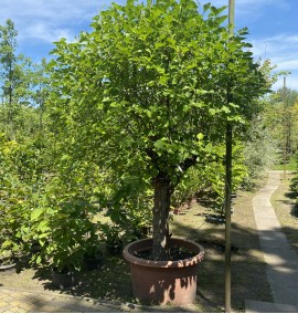 Шовковиця біла Morus Alba С90L d30-35
