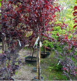 СЛИВА PRUNUS CER. PISSARDII NIGRA           CLT 15-18 1/2 STD