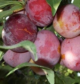 Слива "Оцарк Прем'єр" Prunus "Ozark Premier" С15L h180-200
