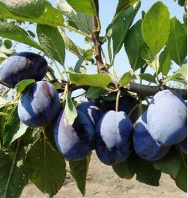 Слива "Стенлей" Prunus "Stenley" С15L h180-200