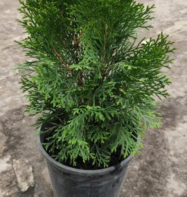 Туя Thuja occidentalis Smaragd c 3 l h 30+