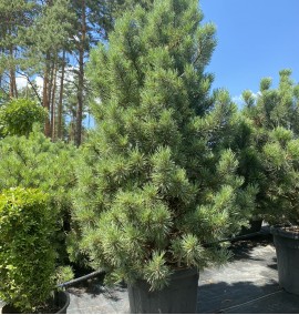 СОСНА PINUS SYLVESTRIS WATERERII CONT. STOCK