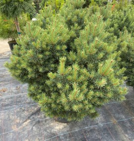 Сосна PINUS SYLVESTRIS MARTHAM coupe 50