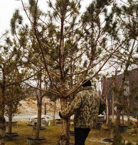 Сосна чорна PINUS NIGRA C 160 L h 340
