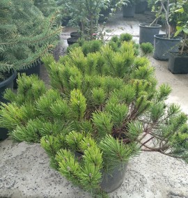 Сосна гірська Пуміліо pinus mugo Pumilio clt 25