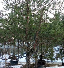 Сосна PINUS SYLVESTRIS C 160 h 500 1/2 STD