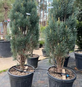 Сосна PINUS SYLVESTRIS FASTIGIATA C. 45L 125-150   