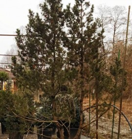 Сосна чорна Pinus Nigra мультиштамб С300L Н450 