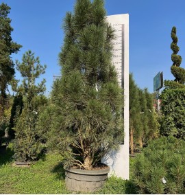 Сосна чорна Фастігіата Pinus Nigra Fastigiata C90L h260-280