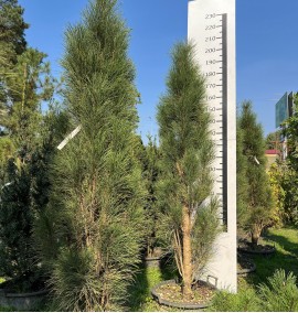 Сосна PINUS GREEN TOWER C. 43L Н170-190