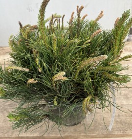 Сосна гірська Мугус PINUS MUGO MUGHUS C. 10L 30-40