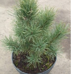 Сосна п"ятихвойкова Pinus parviflora с 5 h 30