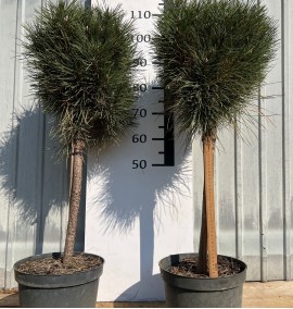 Сосна чорна Самер Бриз Pinus nigra Summer Breeze с 15 